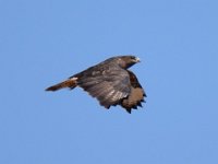 Maeusebussard (Buteo buteo) 17